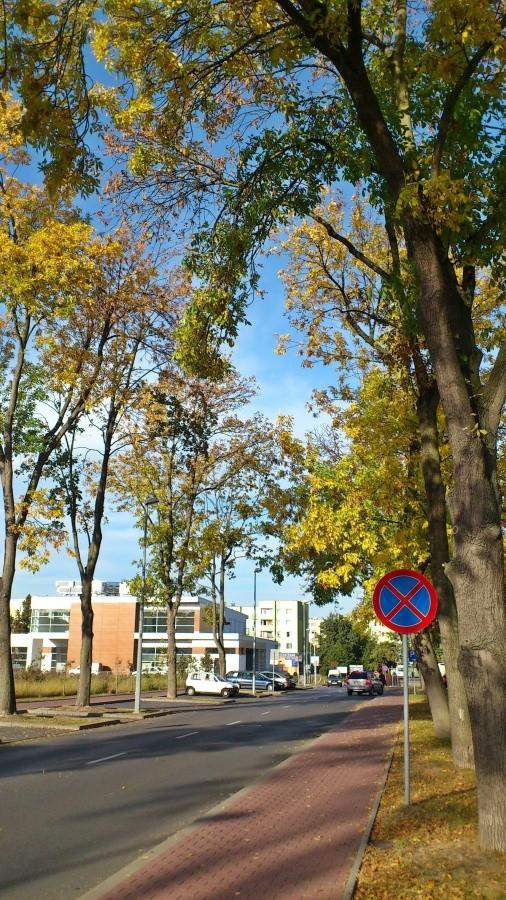 Pojawiają się kolorowe drzewa na Nila..