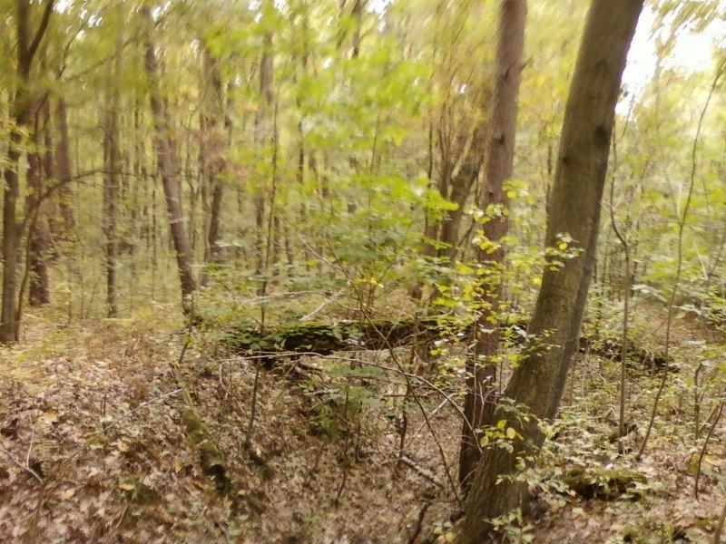 Las Łagiewnicki - przewrócony pień