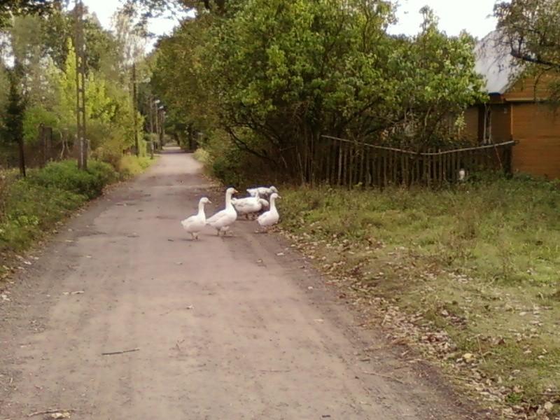 Gęsi na drodze