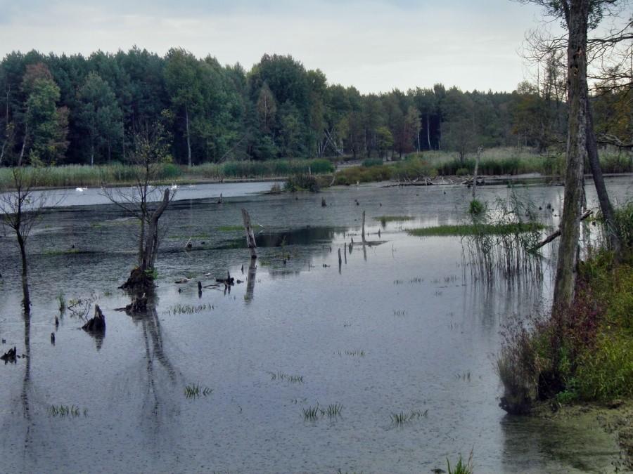 Wielkie rozlewisko pod osadą Żółtew - w pobliżu Bartoszewa.