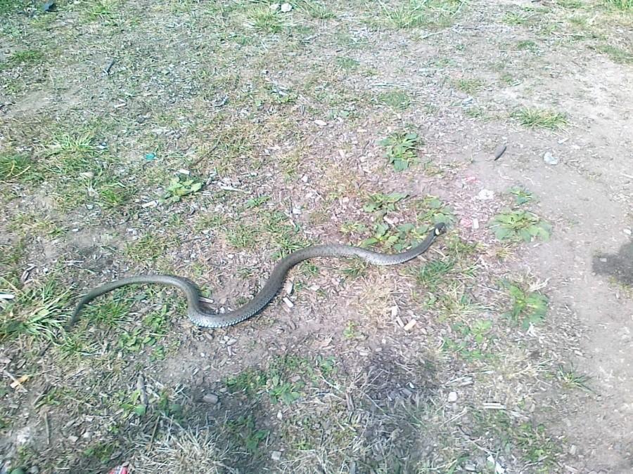 Snake;)