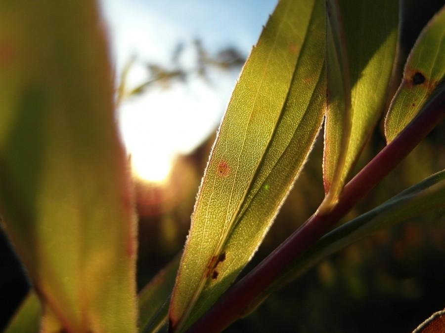 Zielona struktura