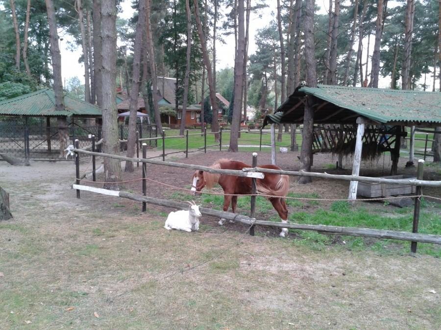 Mini - ZOO w Porcie Pilawa nad Zalewem Zegrzyńskim