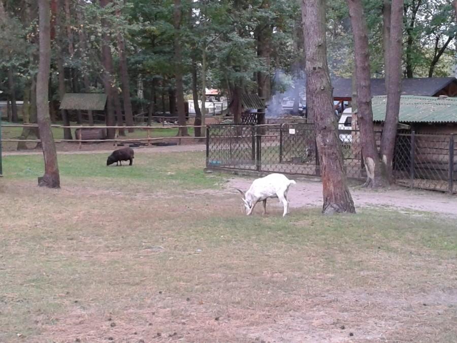 Mini-ZOO w Porcie Pilawa nad Zalewem Zegrzyńskim