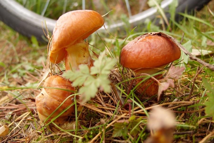 Jesienny akcent na zakończenie rowerowego dnia