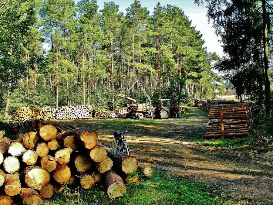 Las jesienią.