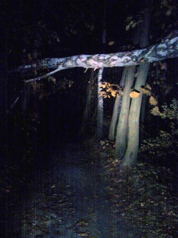 Most z przewalonej brzozy