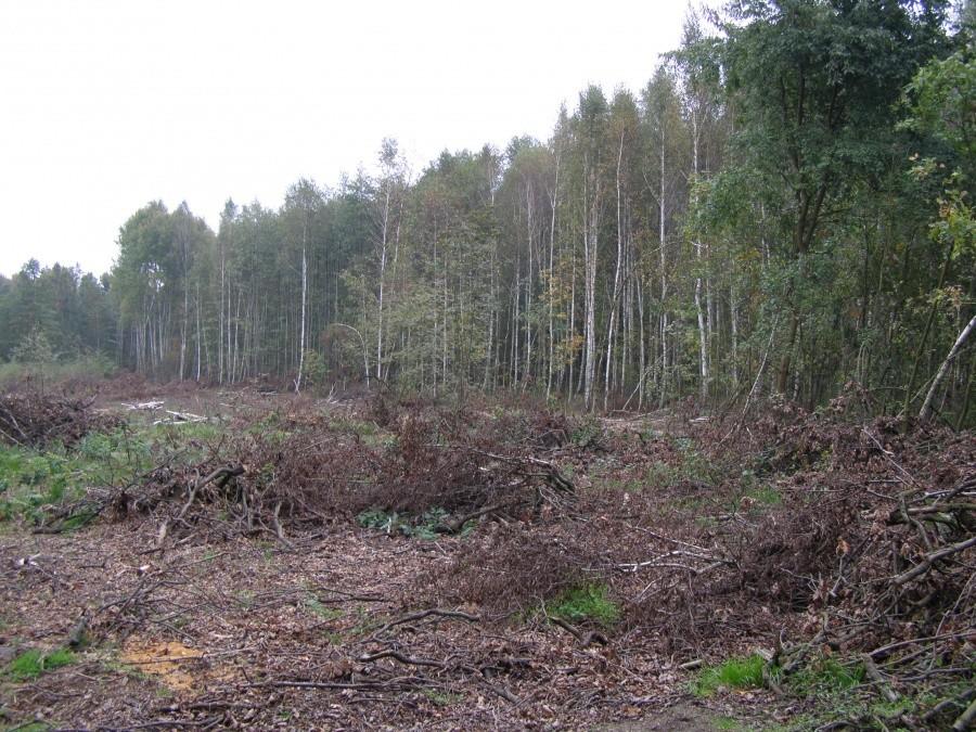 Wycinka w lesie Mokrzańskim