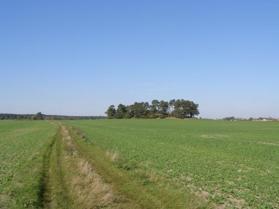 Sosnowe wzgórze