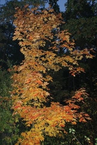 żółte i pomarańczowe