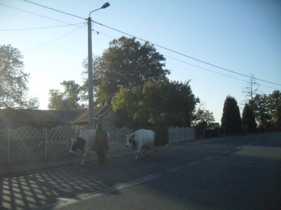 krowy w białej