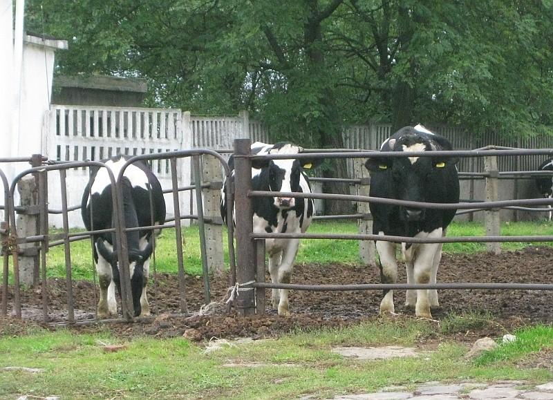 Groźne spojrzenie ponad 800Kg. byka reproduktora