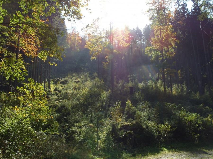 Słońce przebijało się przez korony drzew ale temperatura trochę spadła.
