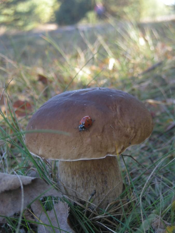 Poczekam aż odfrunie.
