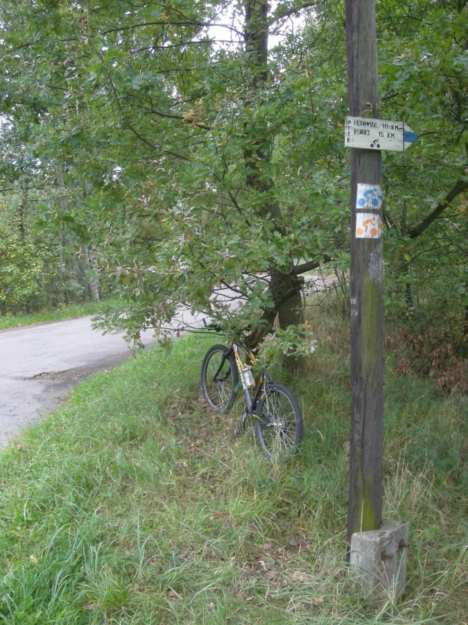 Na Dębowiec czyli leśna trasa "Dębowcówka"