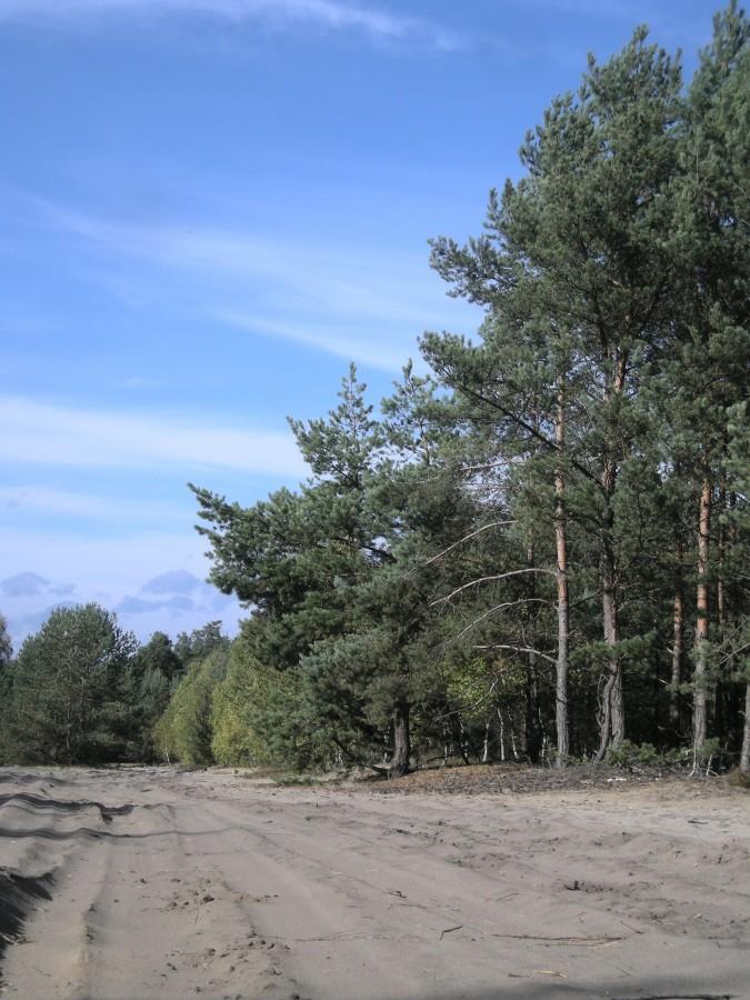 Piaszczysty szlak jurajski.