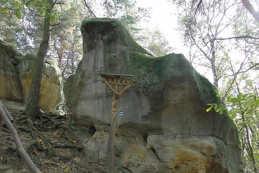 Orzeł