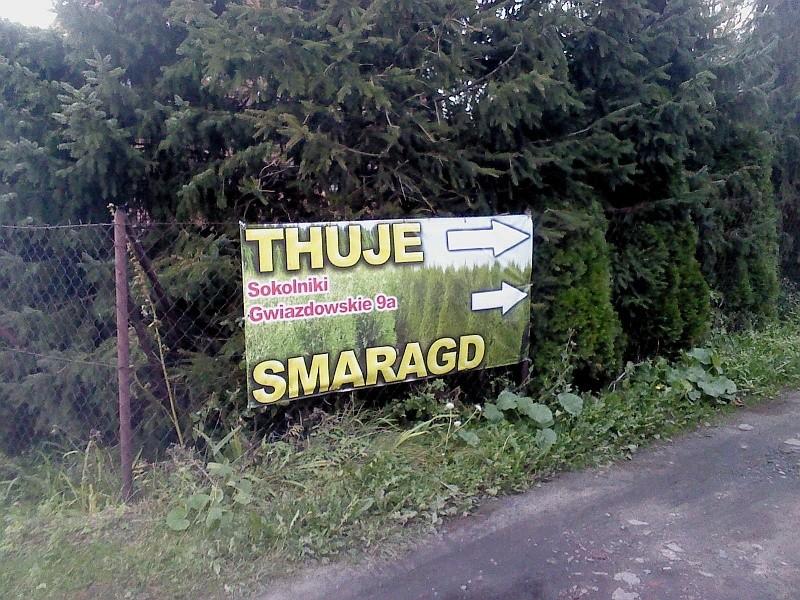 Thuje? To takie drzewa iglaste :-)))