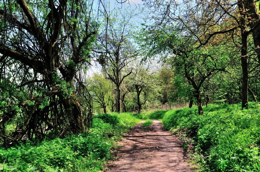 Jedyna dzika ścieżka nad Mozelą - odcinek przed Senheim
