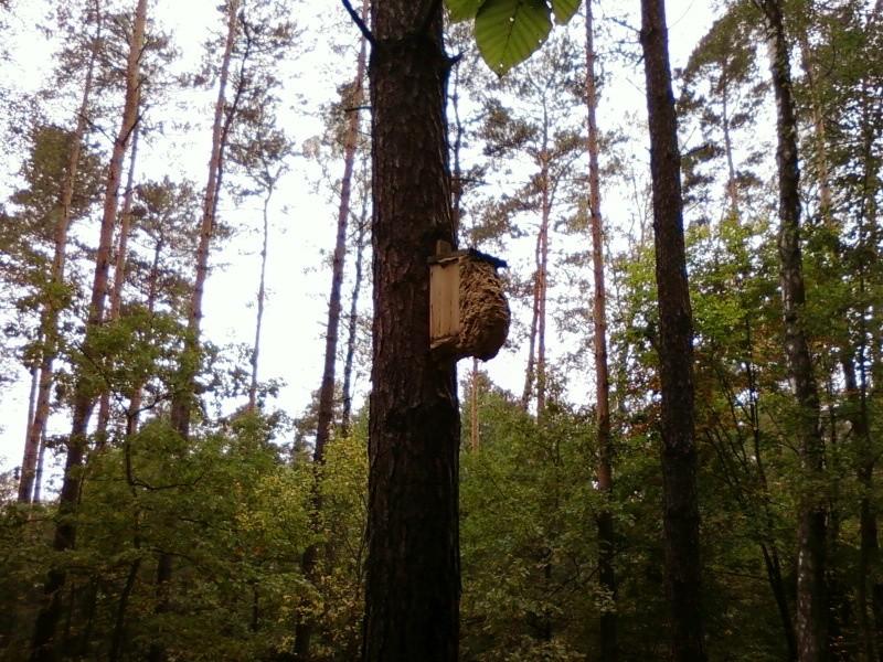 Gniazdo szerszeni