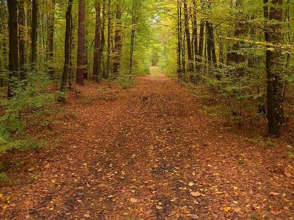 Żółty szlak opodal leśniczówki Teofile