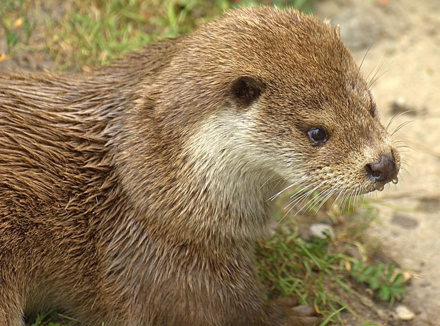 Fotka archiwalna z sierpnia tego roku rbiona w Zoo w Opolu