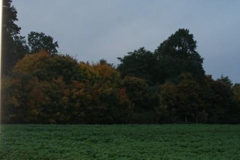 polubiłam jesień