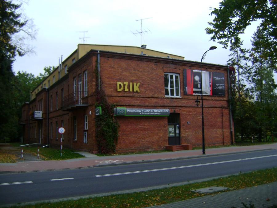 Dzik w Spale