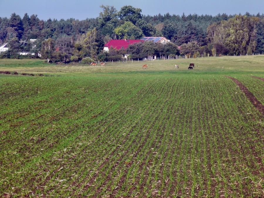 Masz rację Ula - oziminy już się zielenią. Na zdjęciu pola pod Plöwen.