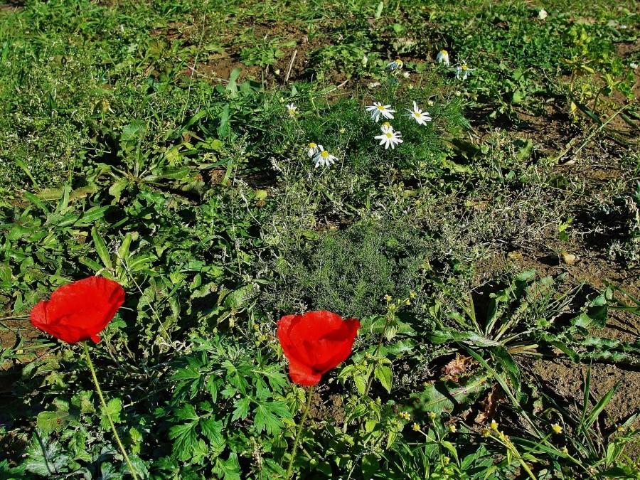Naturze pomyliła się pora roku.