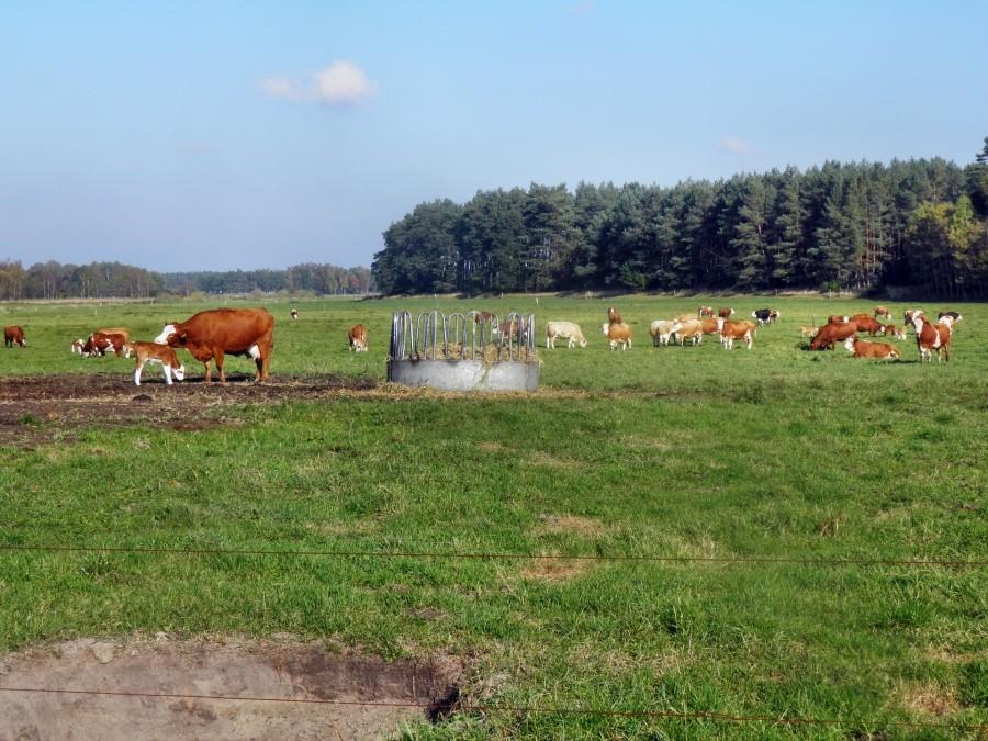 Rojno na pastwisku pod Blankensee - 12 pażdziernika 12 r.