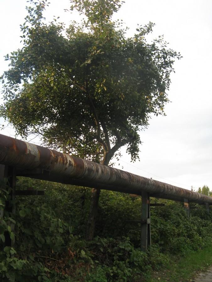 Rura