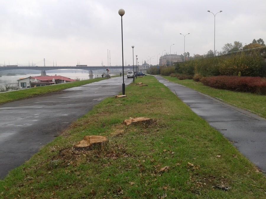 Wycięte drzewa nad Wisłą
