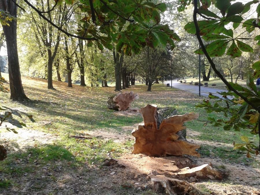 Ścięte drzewa na Polach Mokotowskich