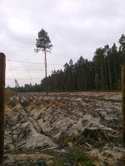 pole pole łyse pole