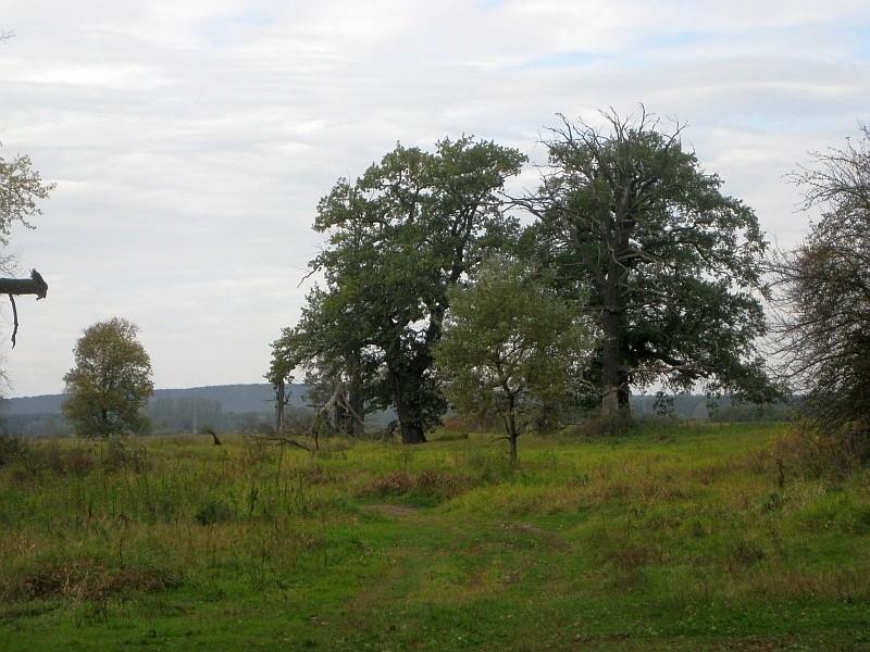 W Rogalinie na pewnej łące rosną kilkadziesiąt dębów o wieku ponad kilkuset lat