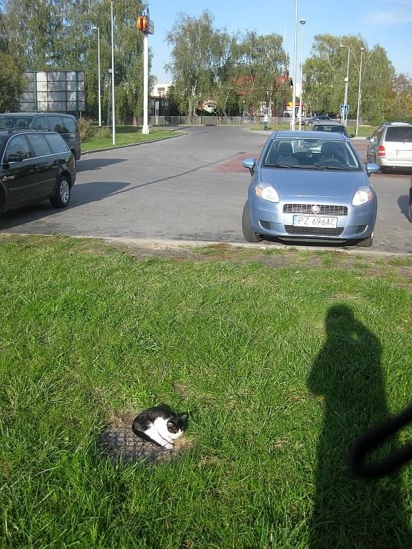 Kiciuś łapiący ostatnie ciepłe promyki Słońca