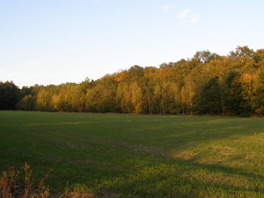 Pole na skraju lasu Mokrzańskiego