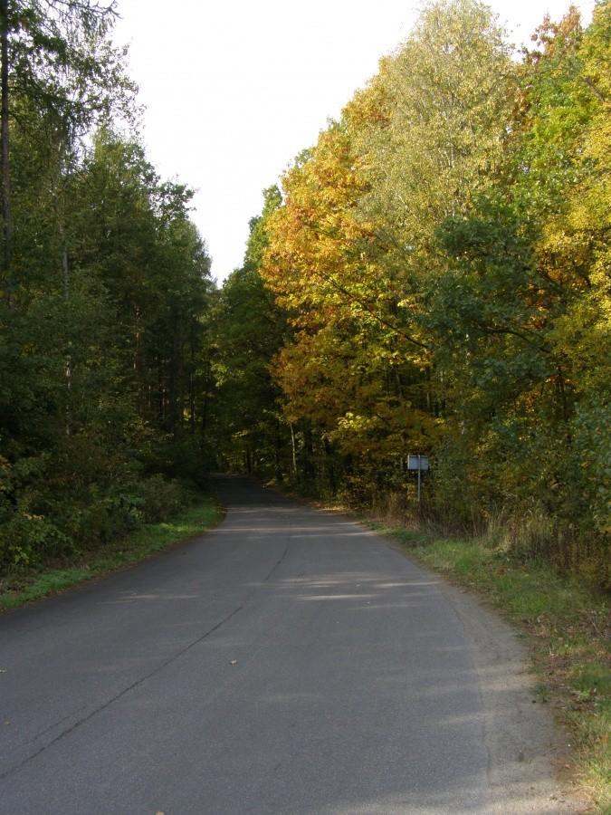 Lasek Mrozowski koło Żurawińca
