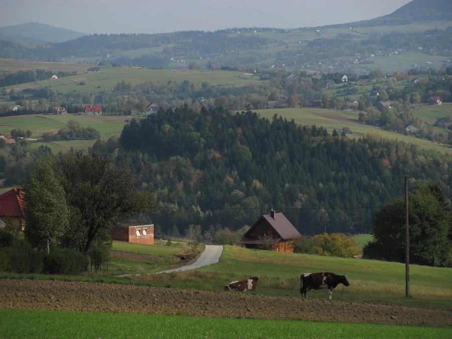 zjazd z widokami i krówkami