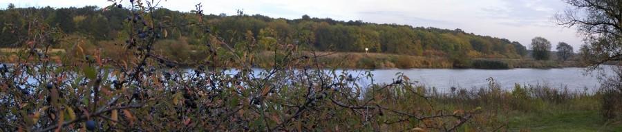 Tarnina nad Odrą