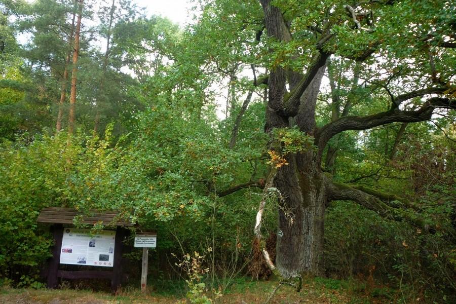 Dąb Powstańców