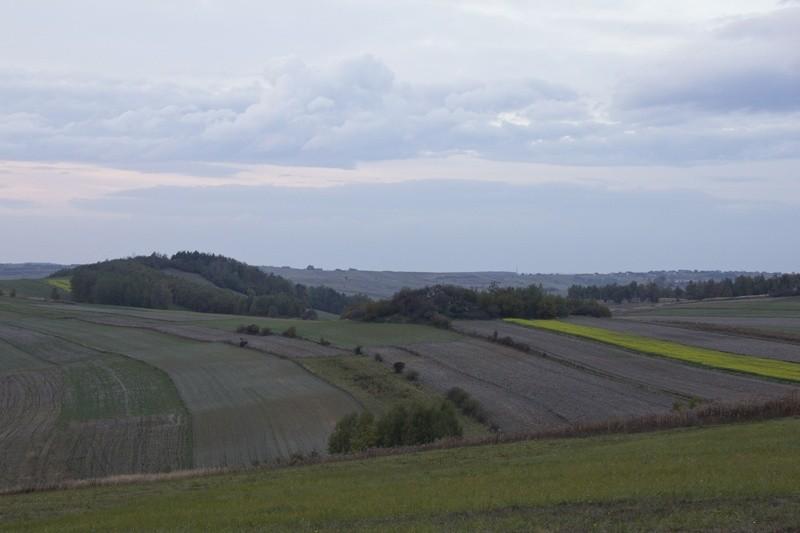 Druga młodość rzepaku