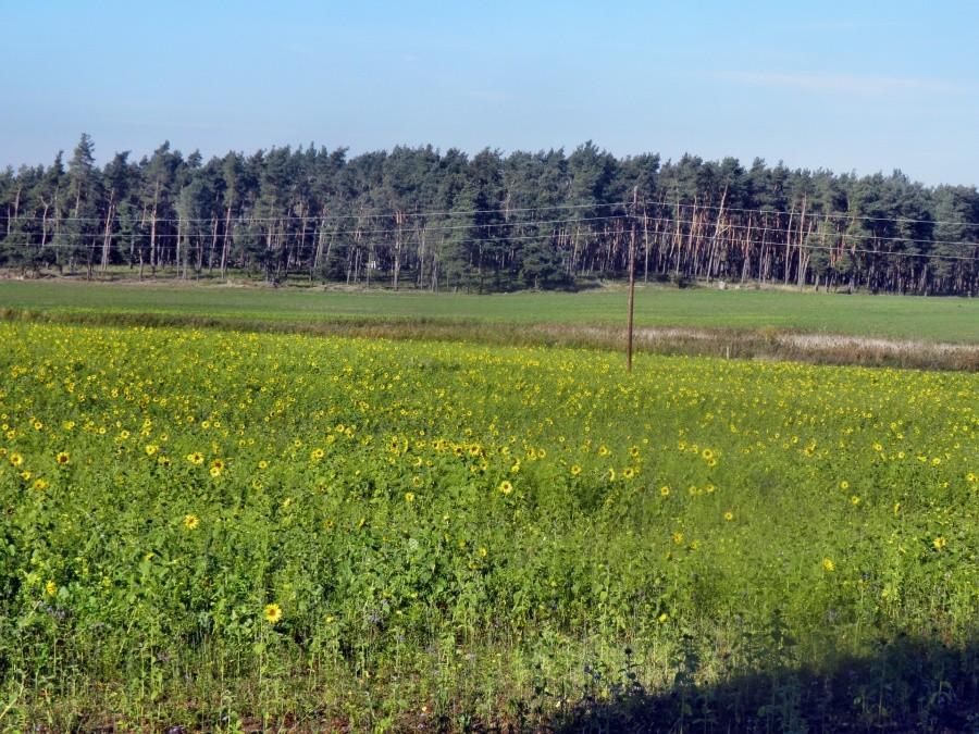 Duże pole ze słonecznikami (chyba pastewnymi) przed Löcknitz .