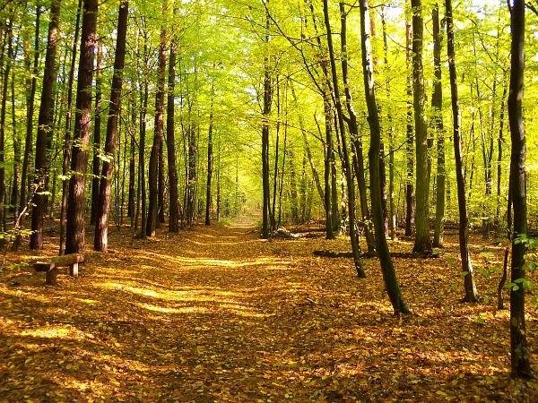 Rezerwat Czarna Woda