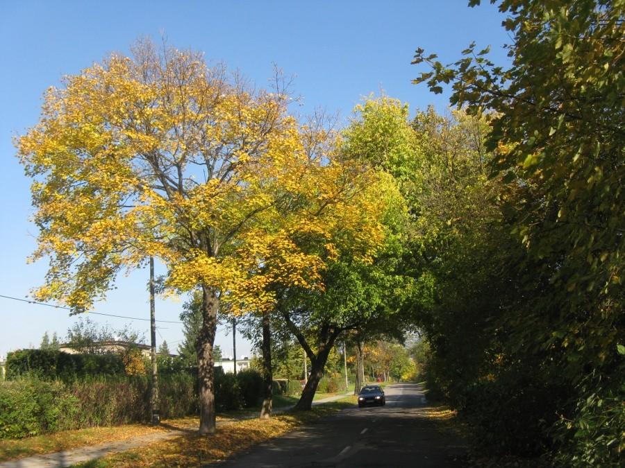 Jesień