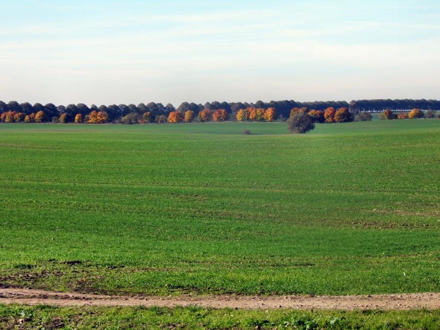Tak ładnie prezentują się rozległe, zielniejące pola pod Tantow.