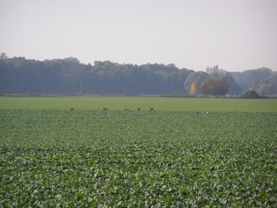 Stadko koło Jarząbkowic