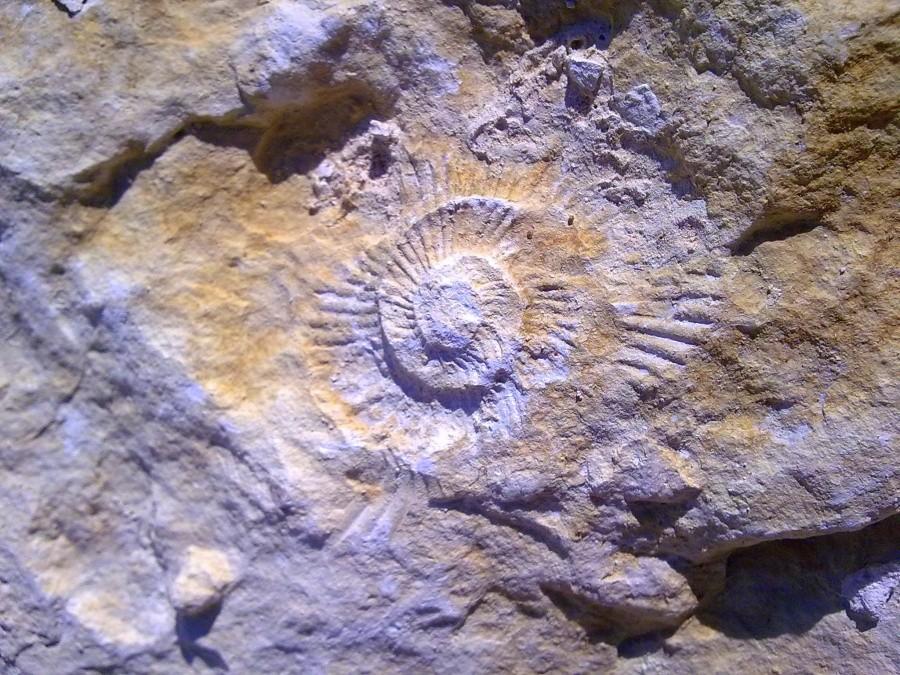 Skamielina I.