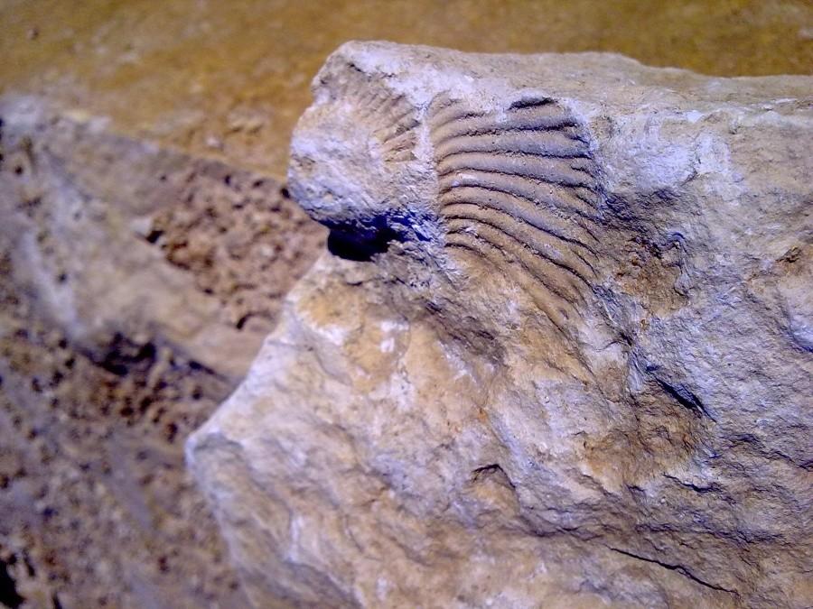 Skamielina III.